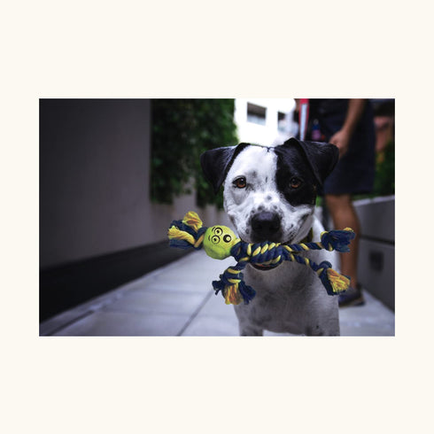 Petsports Braided Rope Rasta Man with Tennis Ball Dog Toy